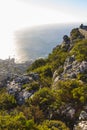 Fynbos vegetation at the top of Table Mountain 1