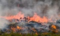 Fynbos Wildfire