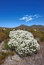 Fynbos, wildflower and sky with mountain and plant on ground for grow on landscape with grass and bush. Environment Royalty Free Stock Photo