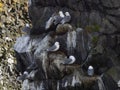 Northern Fulmar; Fulmarus glacialis Royalty Free Stock Photo