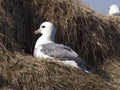 Northern Fulmar; Fulmarus glacialis Royalty Free Stock Photo