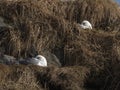 northern fulmar; Fulmarus glacialis Royalty Free Stock Photo