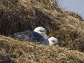 Northern Fulmar; Fulmarus glacialis Royalty Free Stock Photo