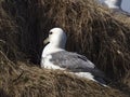 Northern Fulmar; Fulmarus glacialis Royalty Free Stock Photo