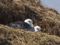 Northern Fulmar; Fulmarus glacialis Royalty Free Stock Photo
