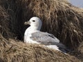 Northern Fulmar; Fulmarus glacialis Royalty Free Stock Photo