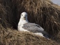 Northern Fulmar; Fulmarus glacialis Royalty Free Stock Photo
