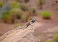 G. Basin Collared Lizard, Crotaphytus bicinctores Royalty Free Stock Photo