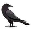 Black Crow with Shadow. Black Bird. Birds from Different parts of World. Common Birds.