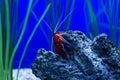 G Blood Red Fire Shrimp standing in vertical position in an aquarium