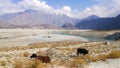 Cows grazing at the roadside in Skardu.