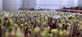 g microgreen seedgrowing Royalty Free Stock Photo