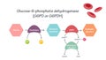 G6PD Glucose-6-Phosphate Dehydrogenase Pathway vector illustration graphic Royalty Free Stock Photo