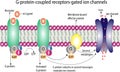 G protein coupled receptors gated ion channel. Vector illustration