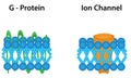 G Protein and Ion Channel Diagram Royalty Free Stock Photo