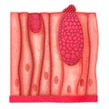 G Unicellular Epithelium Royalty Free Stock Photo