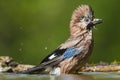 Gaai, Eurasian Jay, Garrulus glandarius Royalty Free Stock Photo