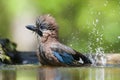 Gaai, Eurasian Jay, Garrulus glandarius Royalty Free Stock Photo