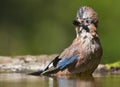 Gaai, Eurasian Jay, Garrulus glandarius Royalty Free Stock Photo