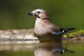 Gaai, Eurasian Jay, Garrulus glandarius Royalty Free Stock Photo