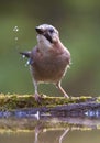 Gaai, Eurasian Jay, Garrulus glandarius Royalty Free Stock Photo