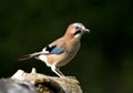 Gaai, Eurasian Jay, Garrulus glandarius