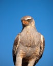 Gabar Goshawk Royalty Free Stock Photo