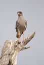 Gabar goshawk Royalty Free Stock Photo