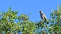 Gabar Goshawk bird of prey Royalty Free Stock Photo