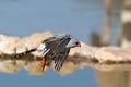 Gabar Goshawk in flight at a waterhole Royalty Free Stock Photo