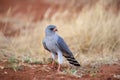 Gabar Goshawk ( Melierax gabar) Mokala National Park, South Africa Royalty Free Stock Photo