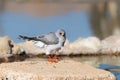 Gabar Goshawk perched on a rock at a waterhole Royalty Free Stock Photo