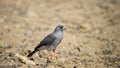 Gabar Goshawk ( Melierax gabar) Kgalagadi Transfrontier Park, South Africa Royalty Free Stock Photo