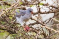 Gabar Goshawk With Prey