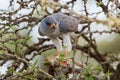 Gabar Goshawk With Small Bird Royalty Free Stock Photo