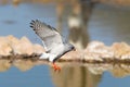 Gabar Goshawk taking flight at a waterhole Royalty Free Stock Photo