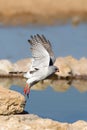 Gabar Goshawk taking flight at a waterhole Royalty Free Stock Photo