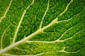 Gabbage Leaf Close Up Royalty Free Stock Photo
