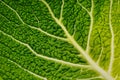 Gabbage Leaf Close Up Royalty Free Stock Photo