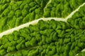 Gabbage Leaf Close Up Royalty Free Stock Photo