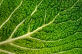 Gabbage Leaf Close Up Royalty Free Stock Photo