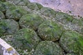 Gabion sacks full of stones in situ beside river bank