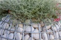 Gabion with a stone for planting ornamental plants close-up. The concept of landscape design