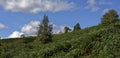 The Gable end of a Ruined Cottage stands on the slope of a fern covered hill Royalty Free Stock Photo