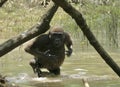 Gabon gorilla display thumping chest water lowland action