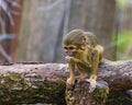 The Gabon talapoin, Miopithecus ogouensis Royalty Free Stock Photo