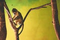 Gabon Talapoin Monkey on the tree