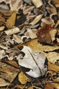 Gaboon Viper Royalty Free Stock Photo