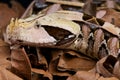 Gaboon viper Royalty Free Stock Photo