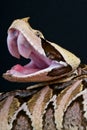 Gaboon viper Royalty Free Stock Photo